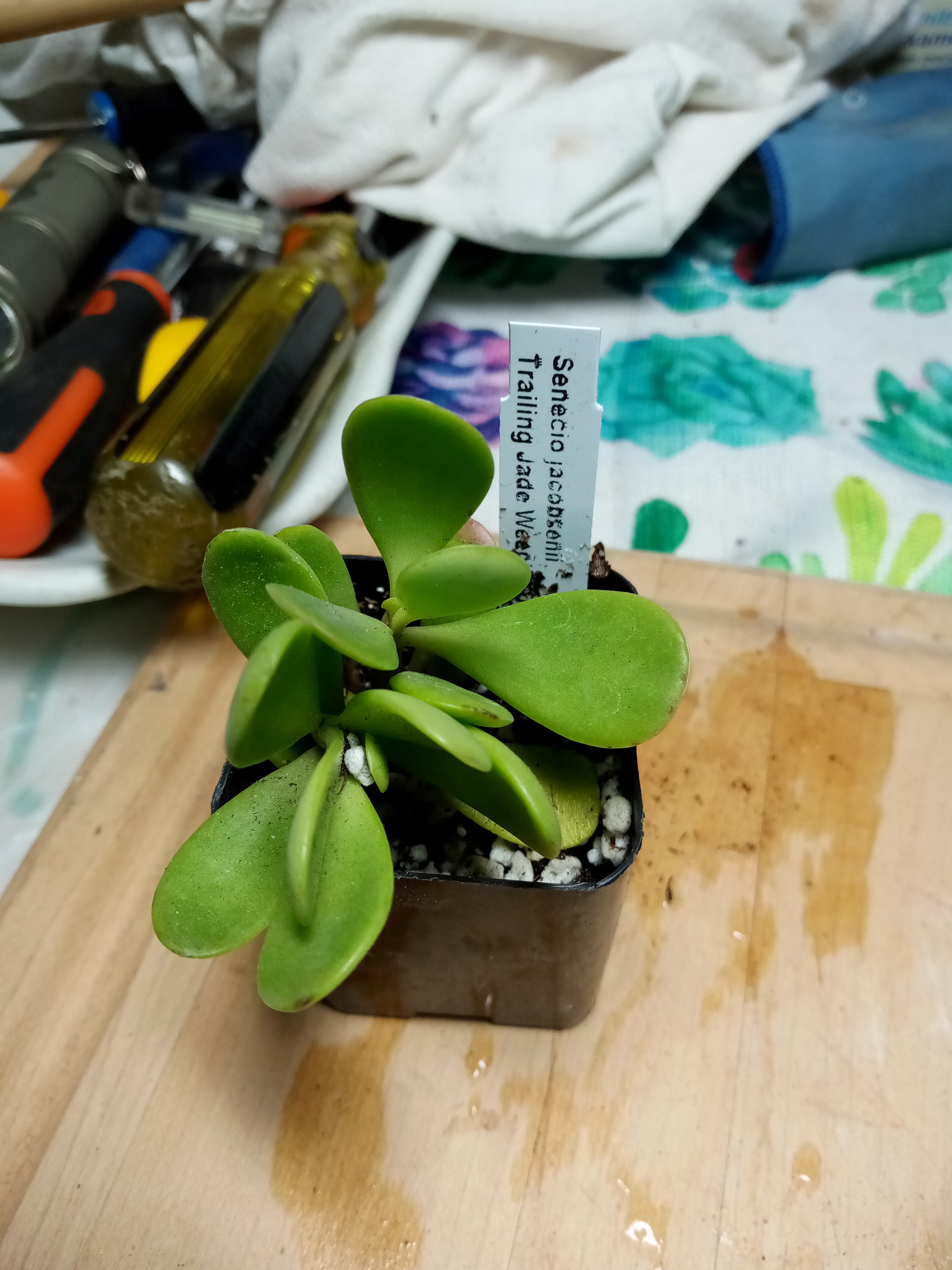 Senecio jacobsenii - Trailing Jade.jpg